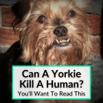 Can A Yorkie Kill A Human