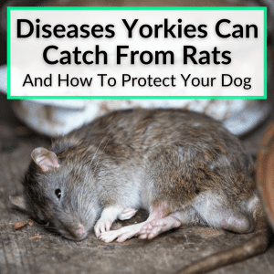 Diseases Yorkies Can Catch From Rats