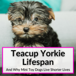 Teacup Yorkie Lifespan