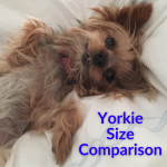 Yorkie Size Comparison