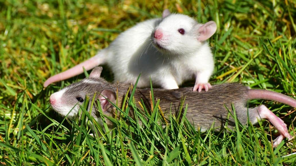 rats in grass