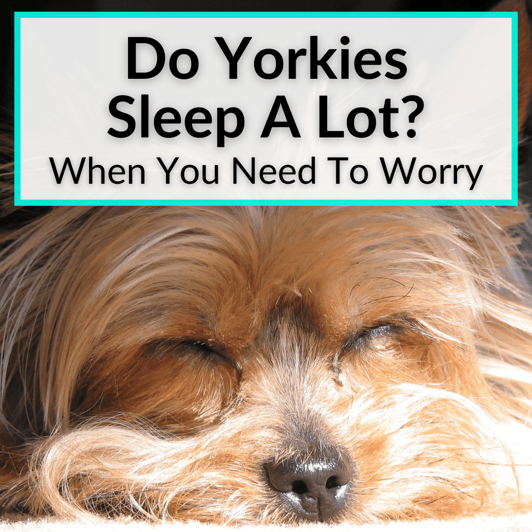 Do Yorkies Sleep A Lot? (When You Need To Worry) - Yyorkie