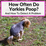 How Often Do Yorkies Poop