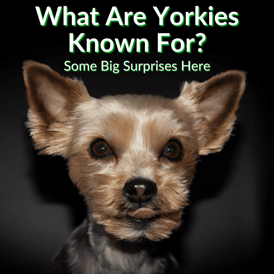 What Are Yorkies Known For