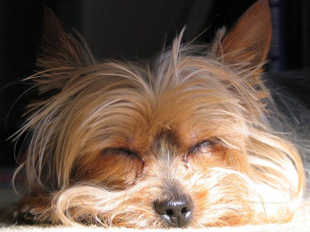 sleeping position of yorkie