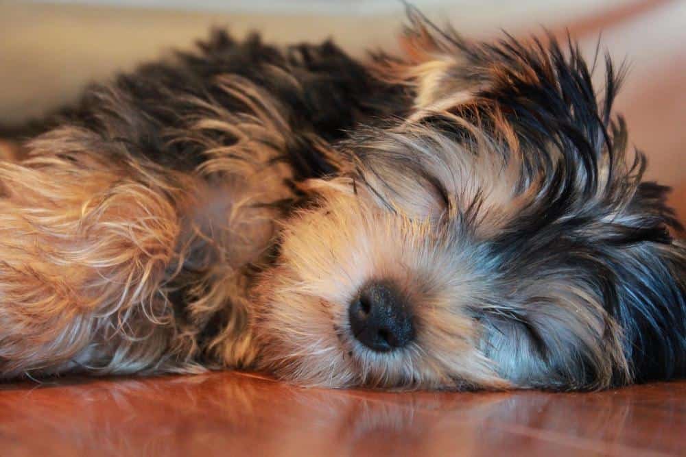 yorkie sleeping on its side