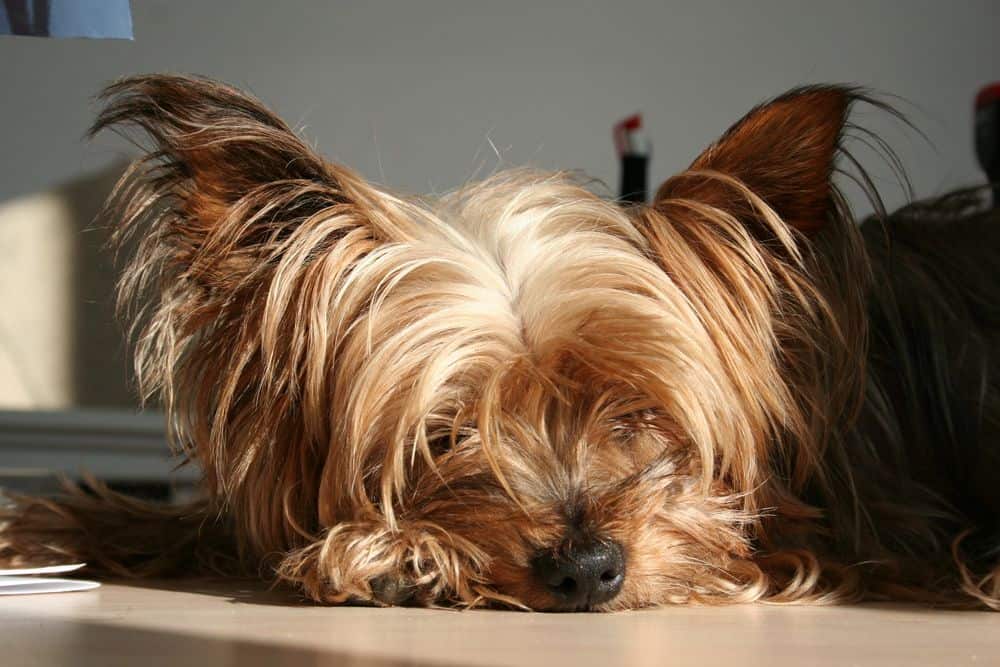 how much do yorkies shed