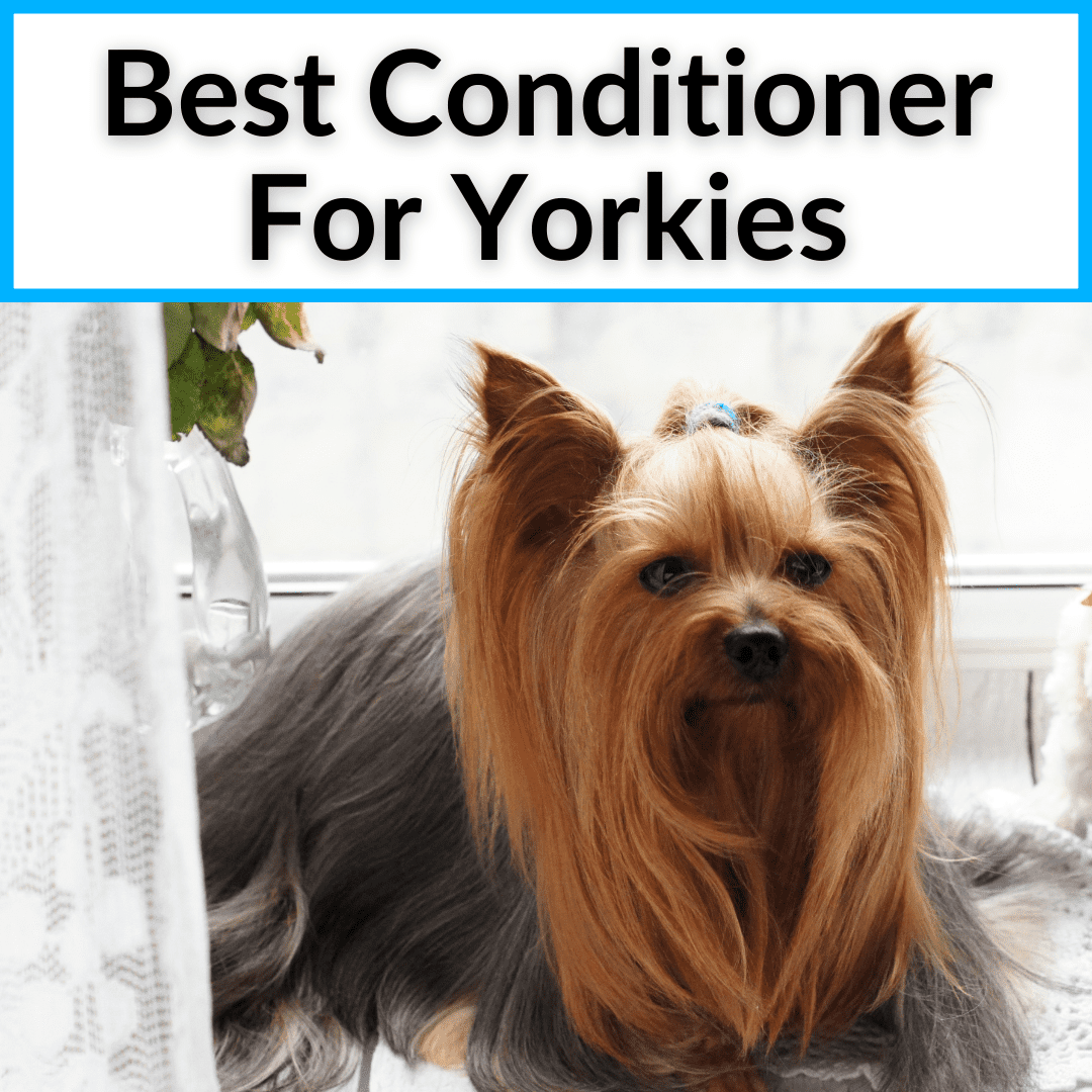 yorkie conditioner