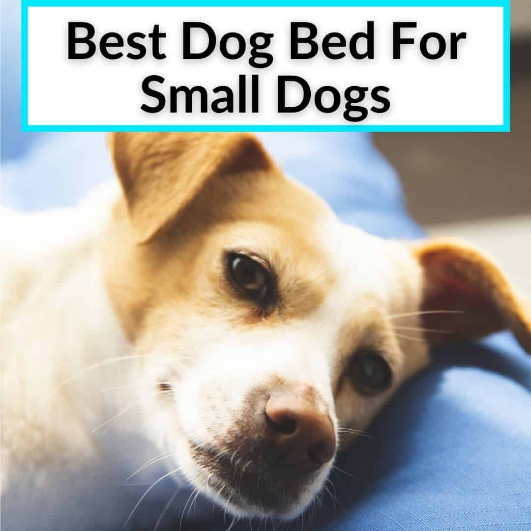 Best Dog Bed For Small Dogs