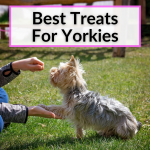 Best Treats For Yorkies