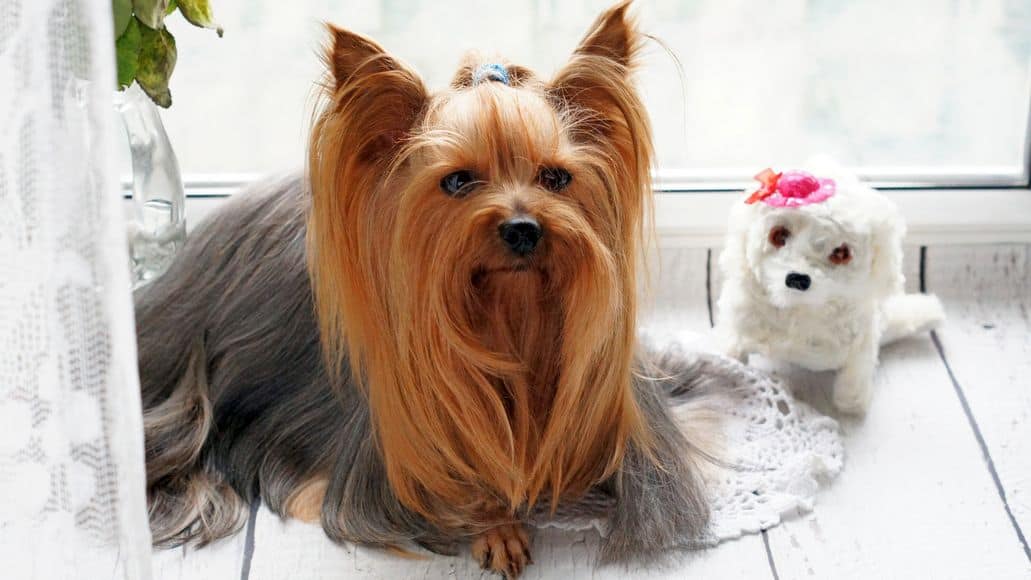 yorkshire terrier face with long cut