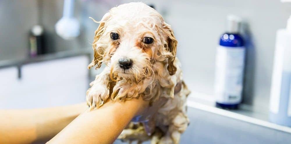 human conditioner on dogs
