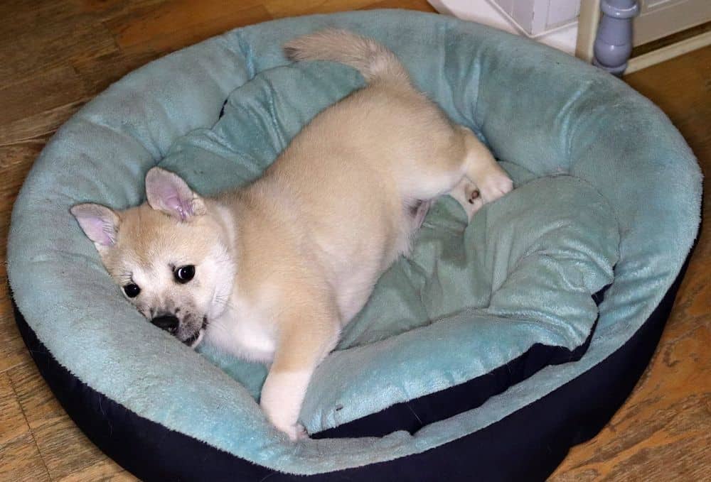 small dog in donut bed