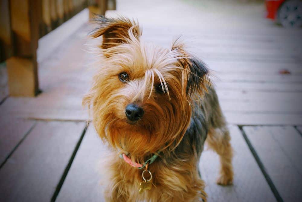 Yorkie with a collar