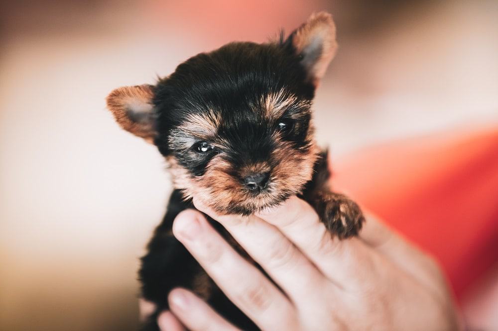 yorkshire terriers for free