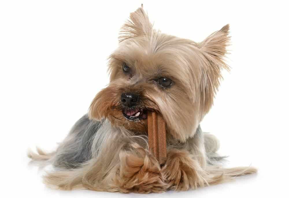 yorkie eating a snack