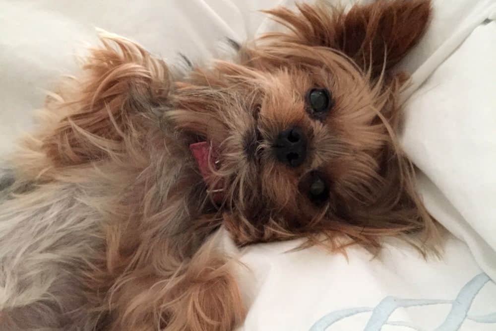 teacup yorkie on a bed