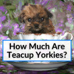 How Much Are Teacup Yorkies