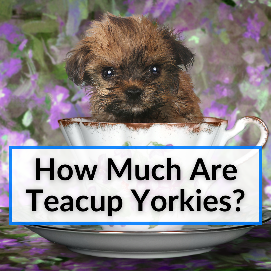 How Much Are Teacup Yorkies? (Puppies And Adults)