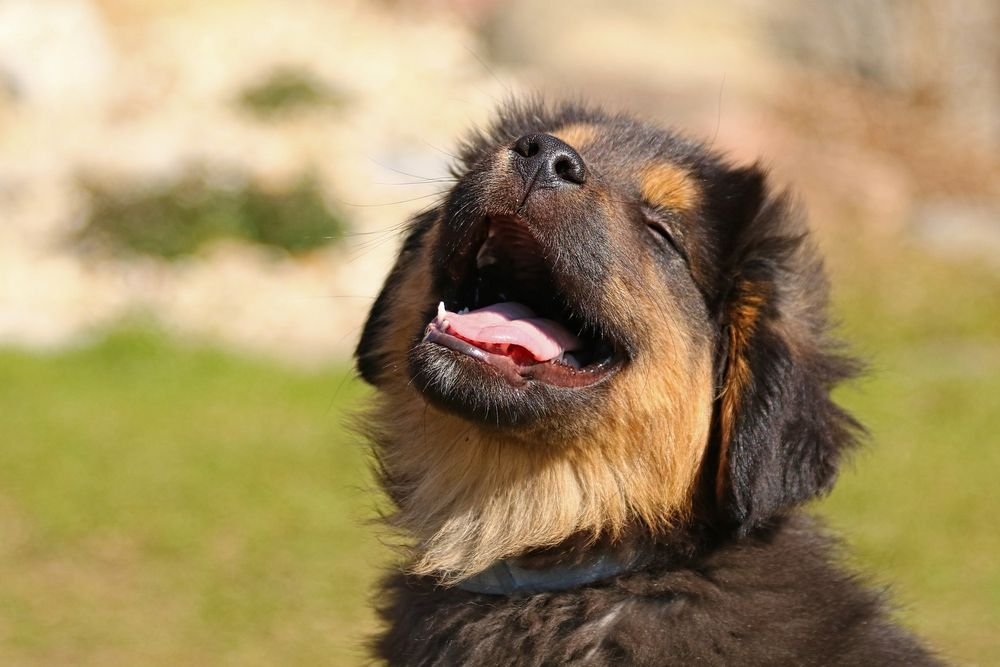 How Much Does It Cost To Deworm A Puppy