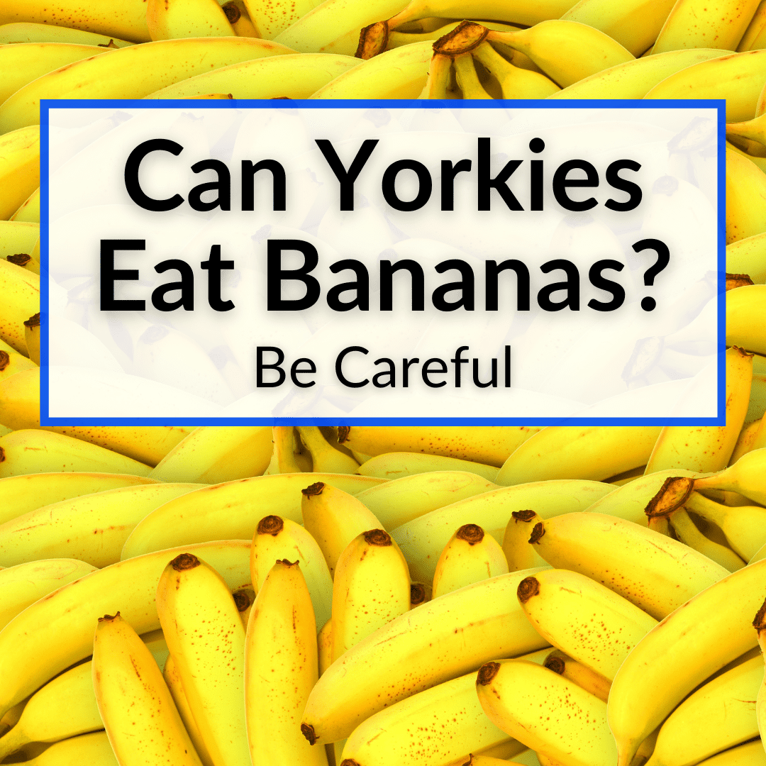 Can Yorkies Eat Bananas