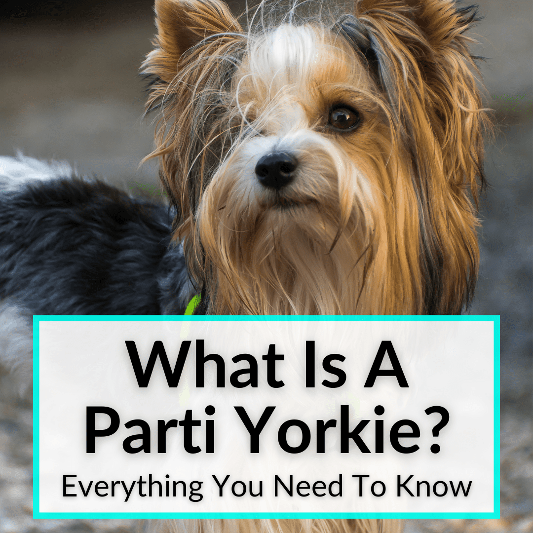 What Is The Difference Between A Parti Yorkie And A Biewer Yorkie