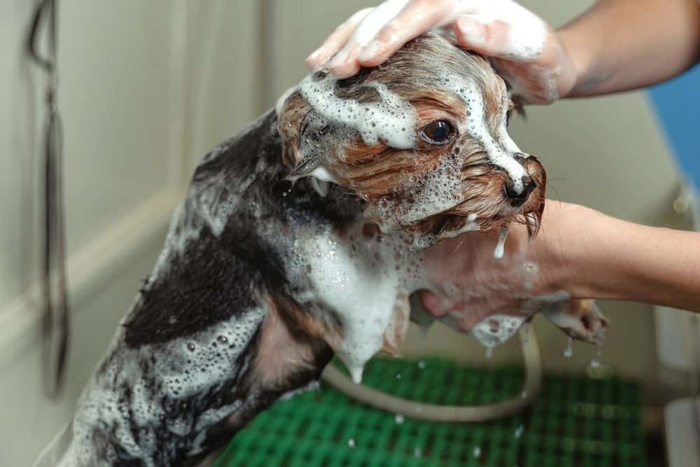 homemade dog coat conditioner with coconut oil