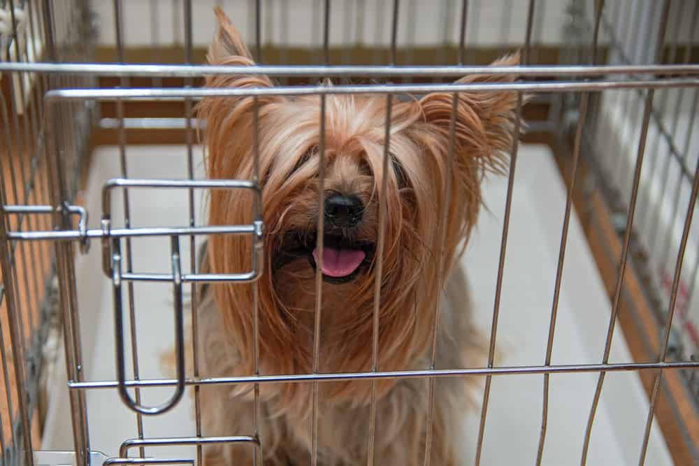 crate training a Yorkshire terrier