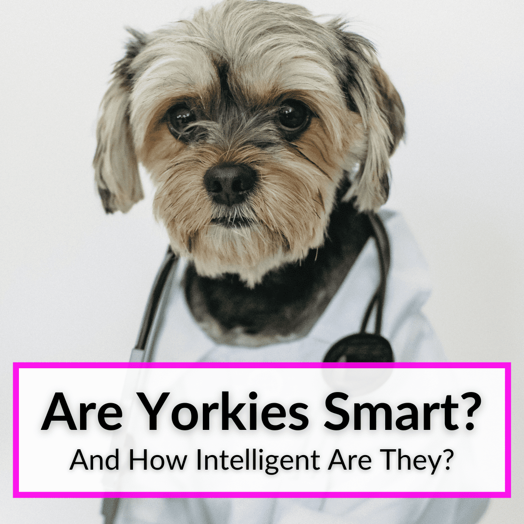 Are Yorkies Smart