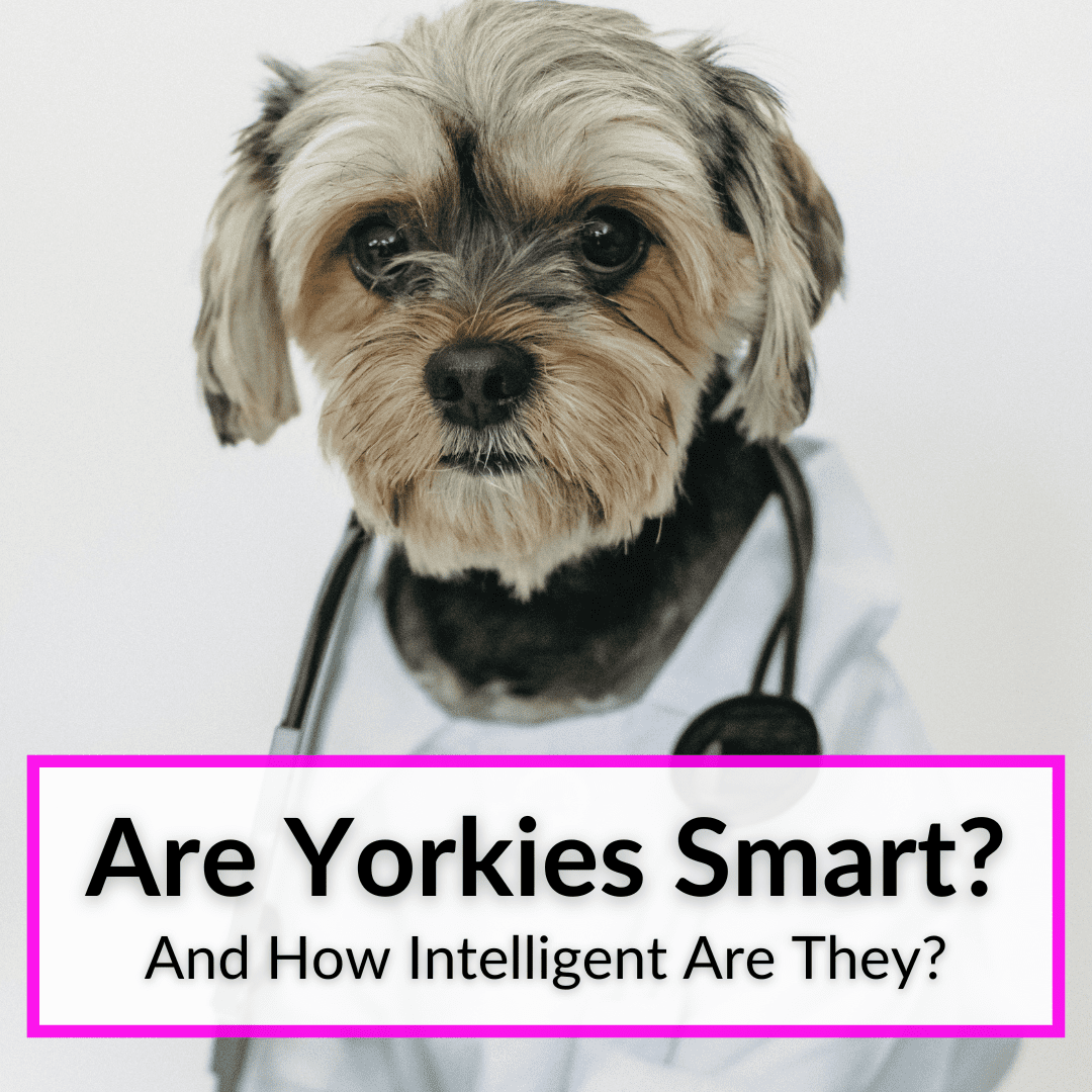 Are Yorkies A Smart Breed