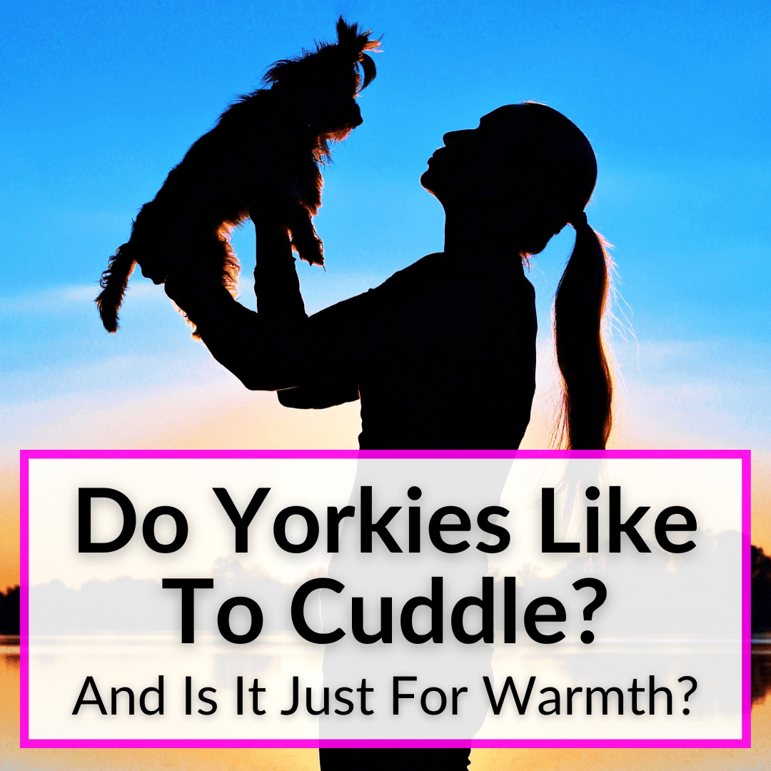 do yorkies like to cuddle