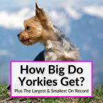 How Big Do Yorkies Get