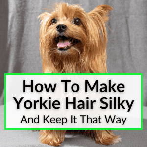 How To Make Yorkie Hair Silky