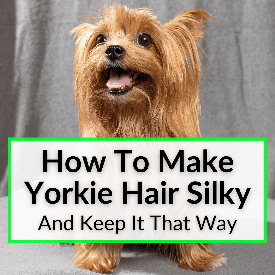 How To Make Yorkie Hair Silky (And Keep It That Way)
