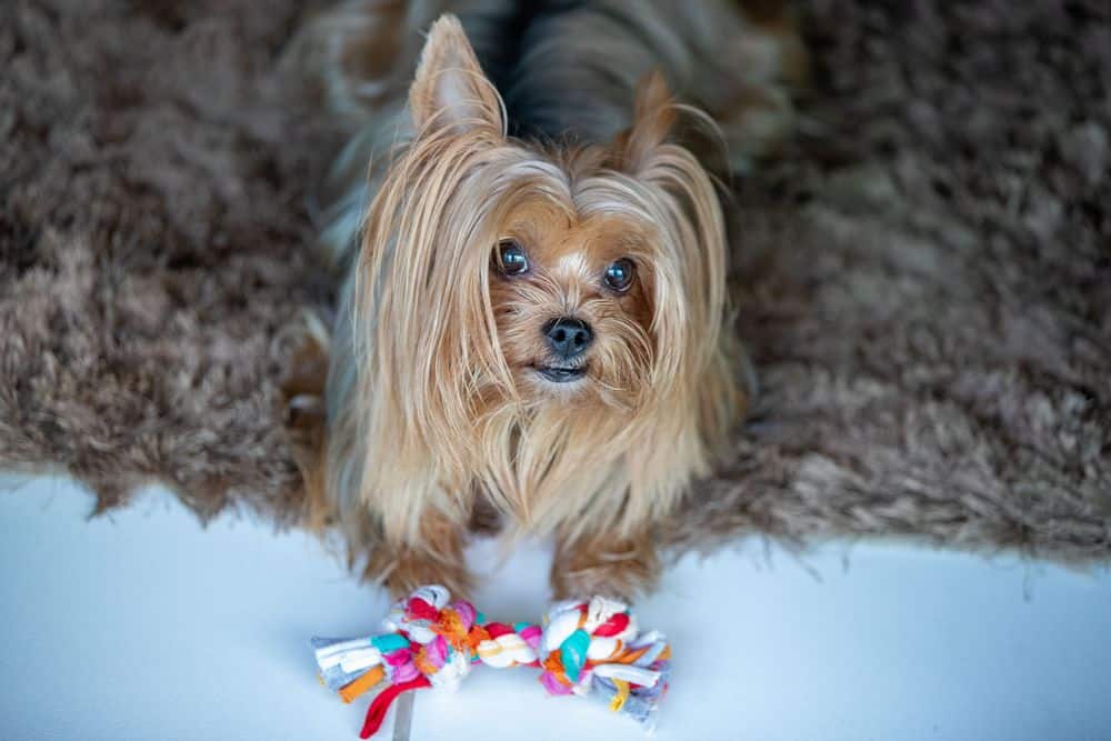 hairy yorkshire terrier with dander
