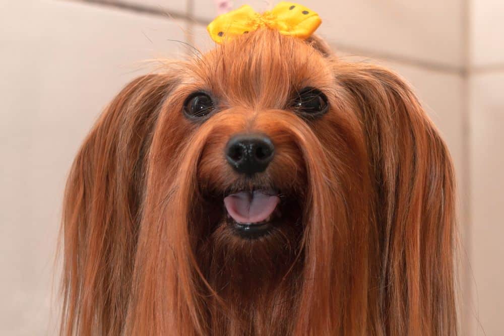 How To Make Yorkie Hair Silky (And Keep It That Way)