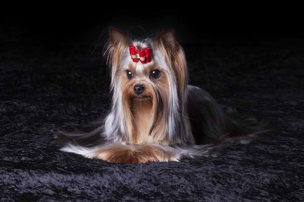 yorkie with silk coat styled nicely