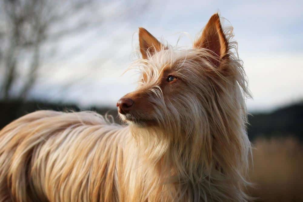dog with fast-growing hair