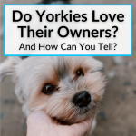Do Yorkies Love Their Owners