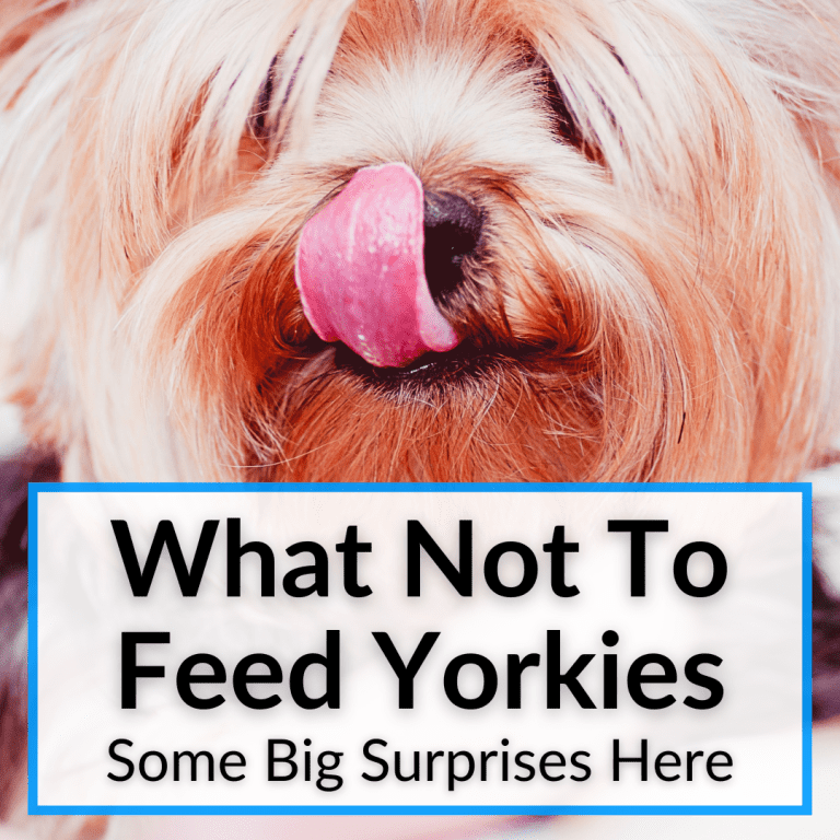What Not To Feed Yorkies (Some Big Surprises Here)