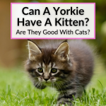 Can A Yorkie Have A Kitten