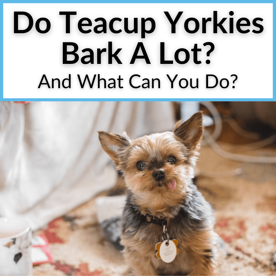 Do Teacup Yorkies Bark A Lot And What Can You Do 
