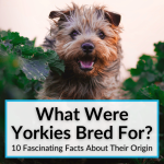 What Were Yorkies Bred For
