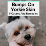 Bumps On Yorkie Skin