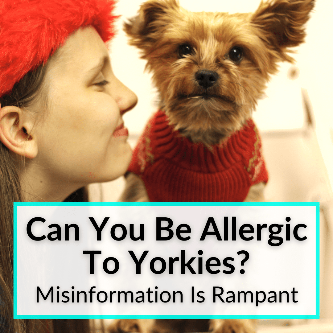 Can You Be Allergic To Yorkies Misinformation Is Rampant 