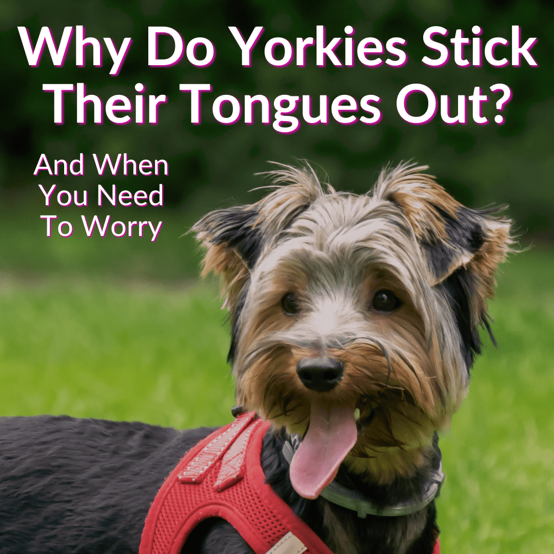 Why Do Yorkies Stick Their Tongues Out