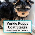 Yorkie Puppy Coat Stages