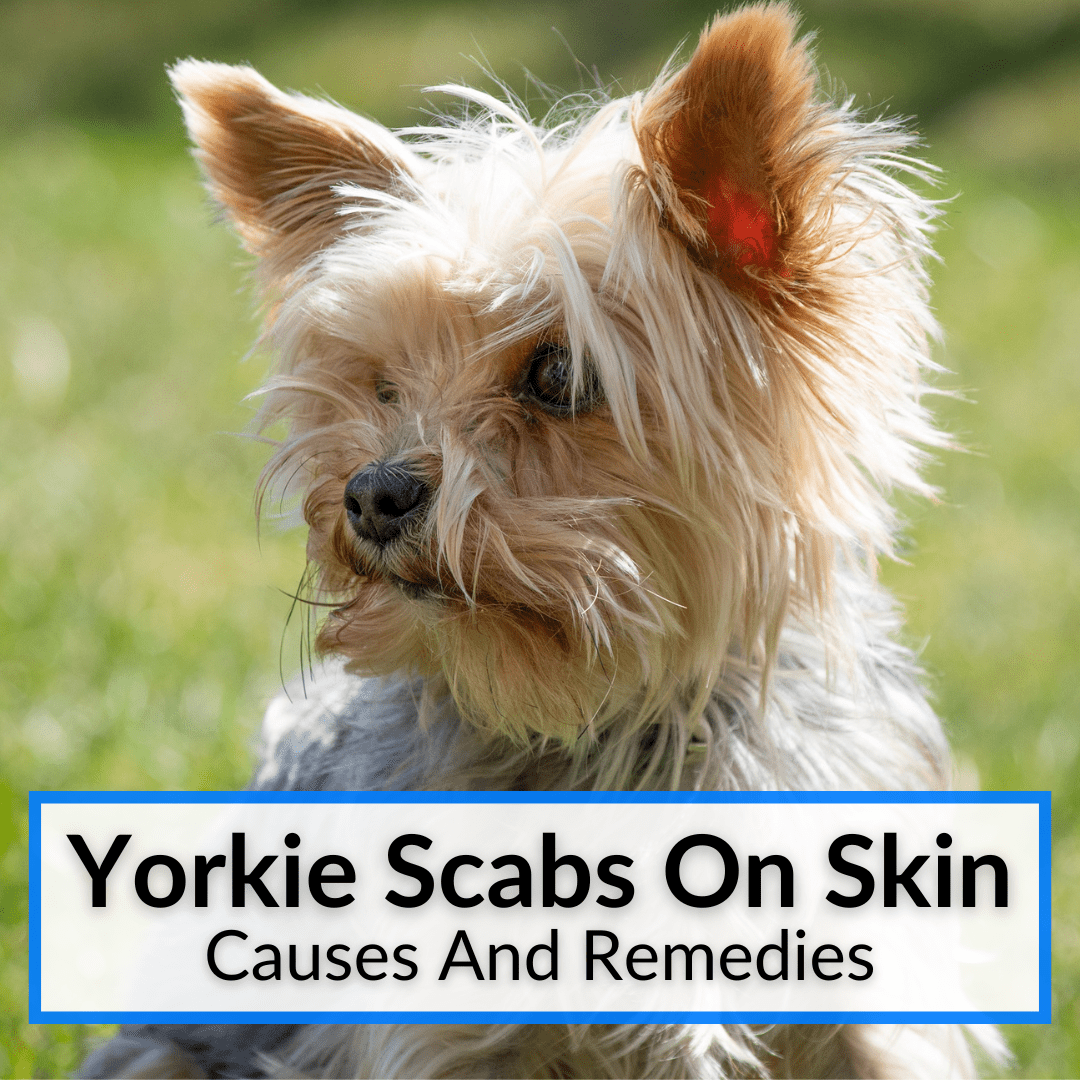 Yorkie Scabs On Skin (5 Causes And Remedies)