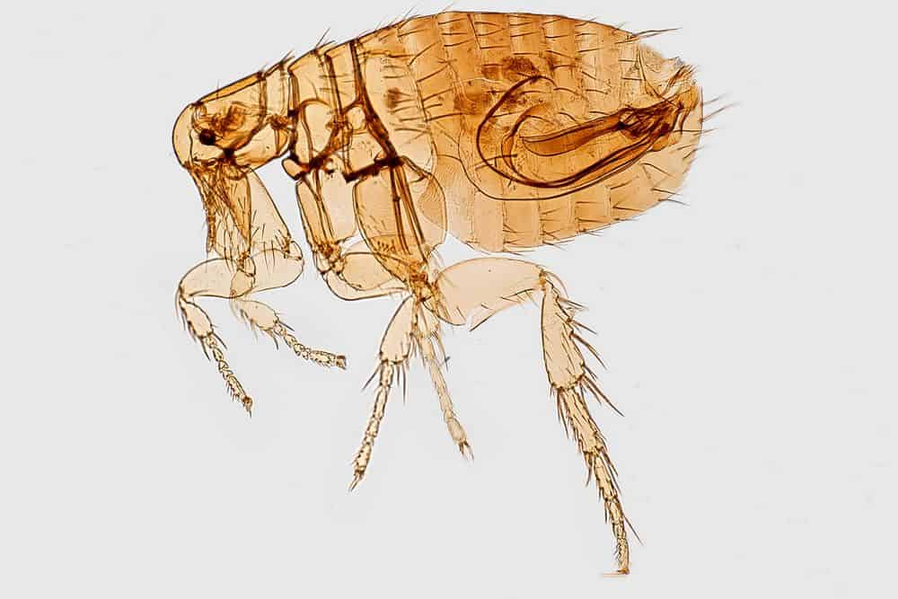 sketch of a flea