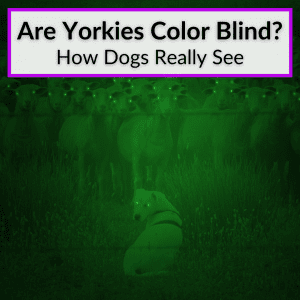 Are Yorkies Color Blind